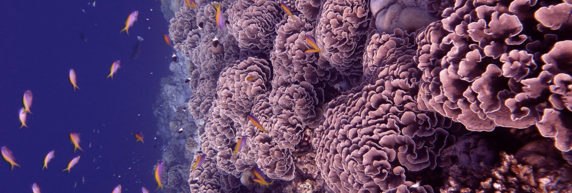 map the giants report giant corals