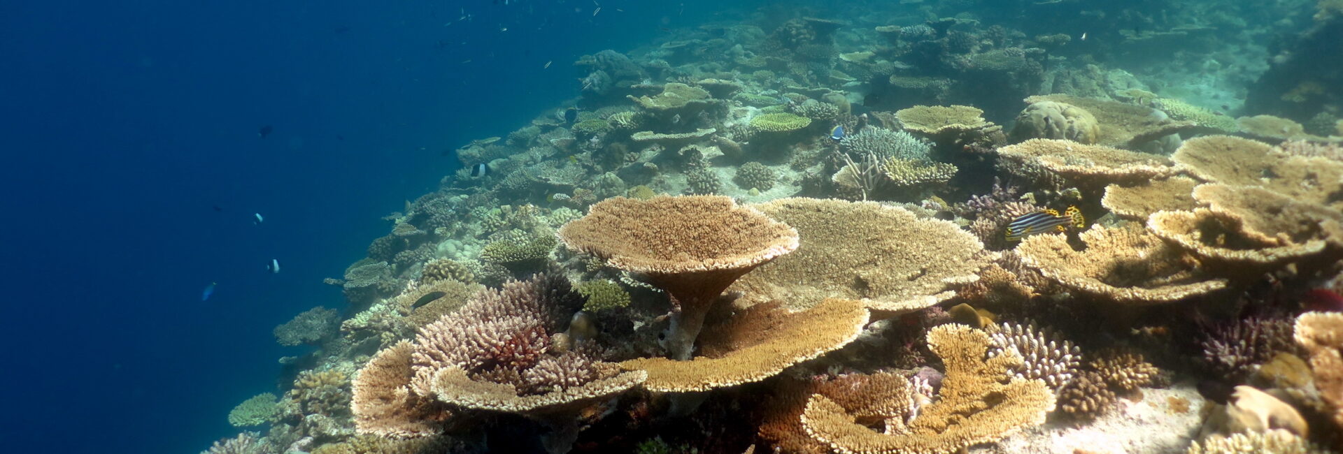 map the giants corals university of milano bicocca marhe center maldives