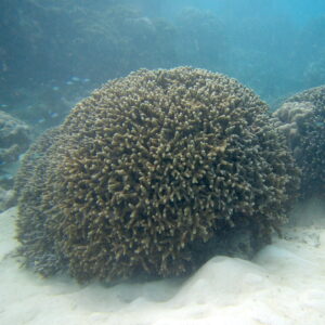 map the giants project corals unimib marhecenter