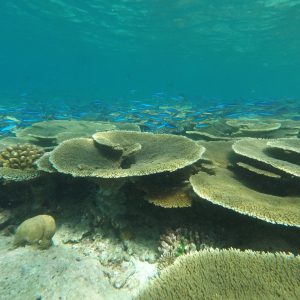 map the giants corals university of milano bicocca marhe center maldives