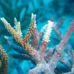 Coral predation in the maldives Marhe center university of milano bicocca map the giants projects