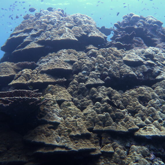 map the giants about giant corals