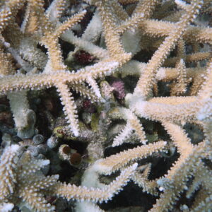 Coral predation in the maldives Marhe center university of milano bicocca map the giants projects