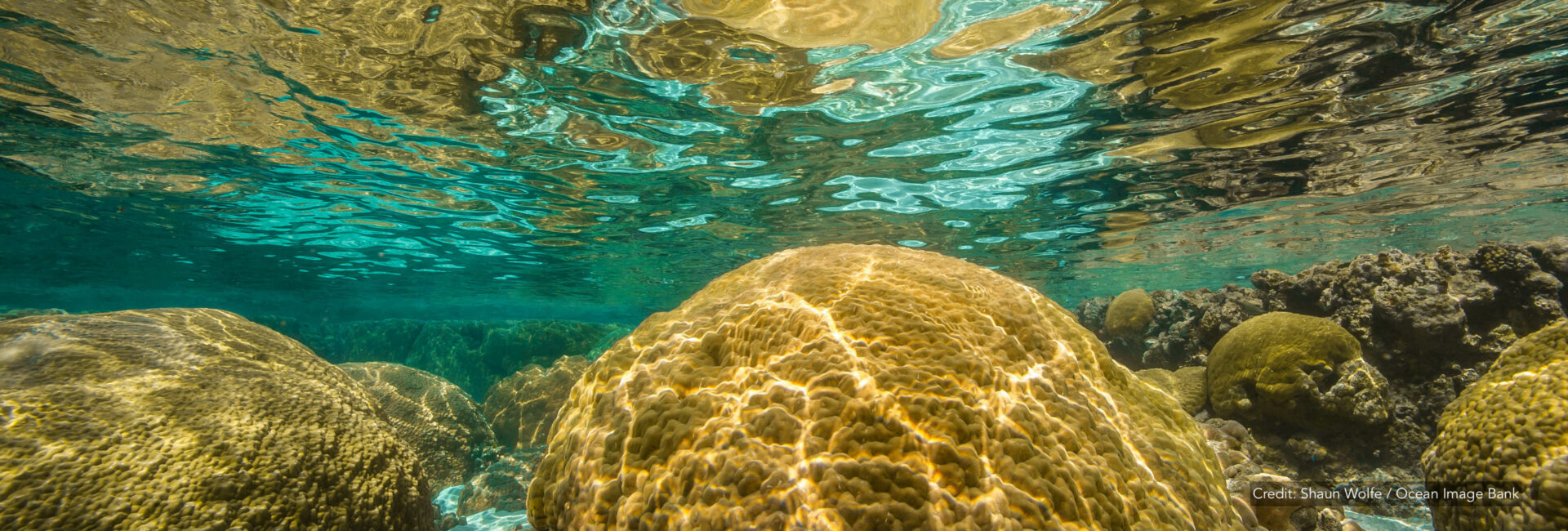 map the giants about giant corals