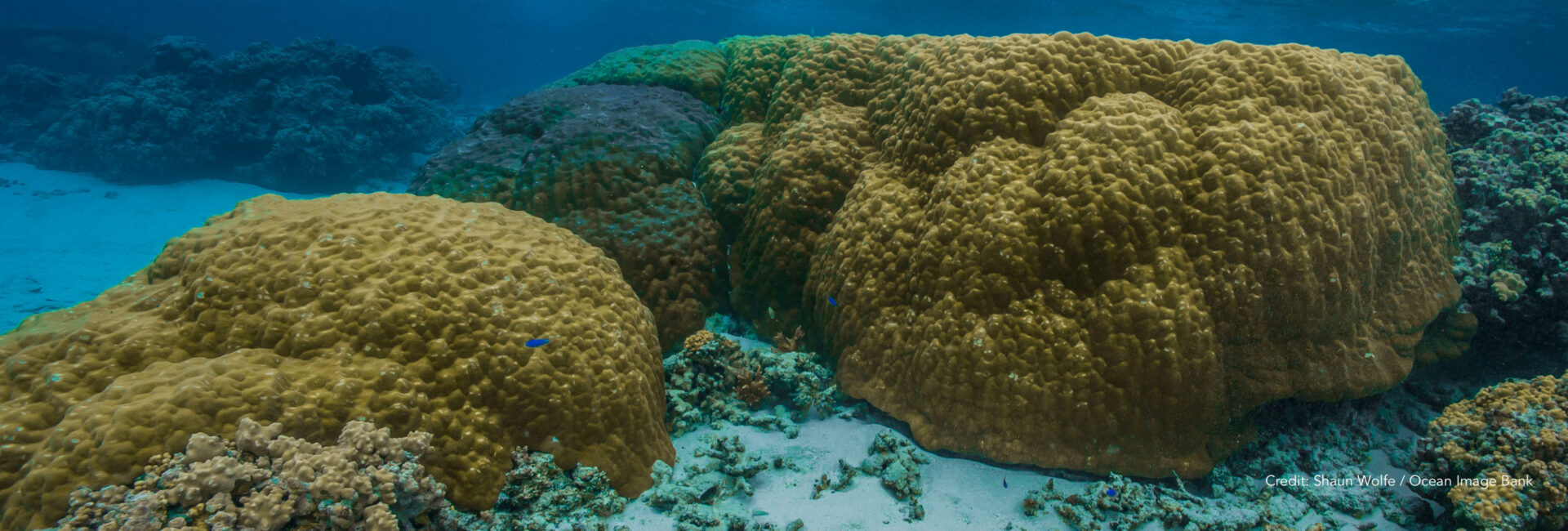 map the giants discover giant corals