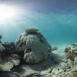 Coral bleaching in the maldives Marhe center university of milano bicocca map the giants projects