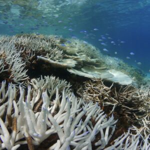 Coral bleaching in the maldives Marhe center university of milano bicocca map the giants projects