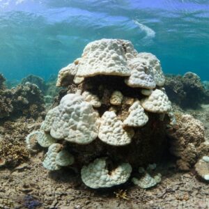 Coral bleaching in the maldives Marhe center university of milano bicocca map the giants projects