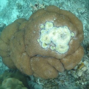 Coral desease in the maldives Marhe center university of milano bicocca map the giants projects