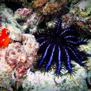 Coral predation in the maldives Marhe center university of milano bicocca map the giants projects