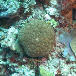 Coral predation in the maldives Marhe center university of milano bicocca map the giants projects