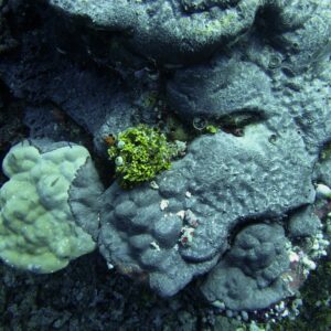 Coral predation in the maldives Marhe center university of milano bicocca map the giants projects