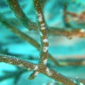 Coral predation in the maldives Marhe center university of milano bicocca map the giants projects