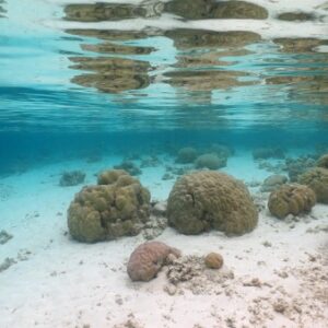 map the giants report giant corals