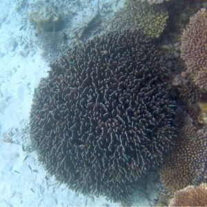 map the giants report giant corals