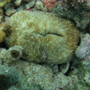 map the giants corals university of milano bicocca marhe center maldives