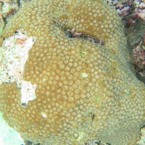 map the giants report giant corals