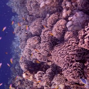 map the giants report giant corals