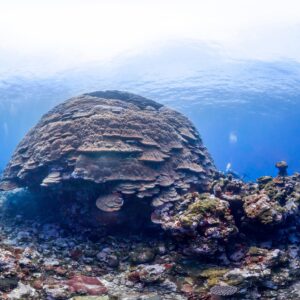 Big Momma Corals Marhe center university of milano bicocca map the giants projects