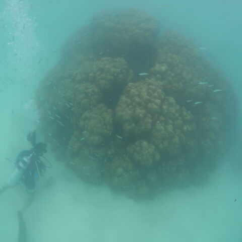 Map the Giants corals marhe center bicocca faafu atoll