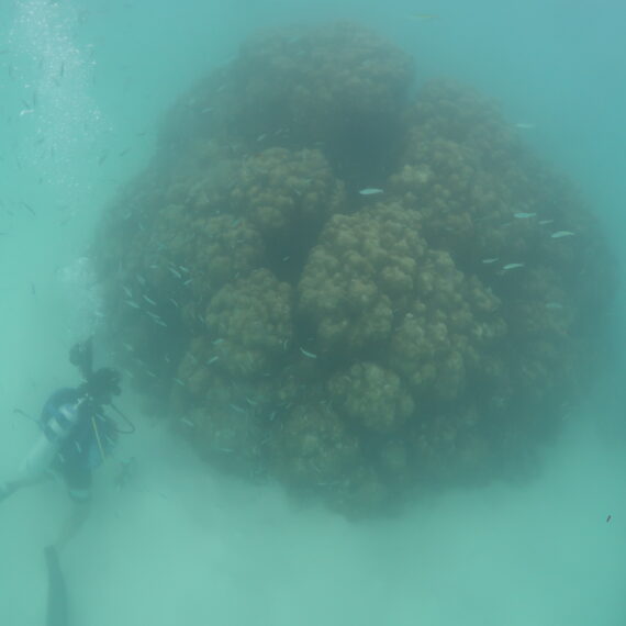 Map the Giants corals marhe center bicocca faafu atoll