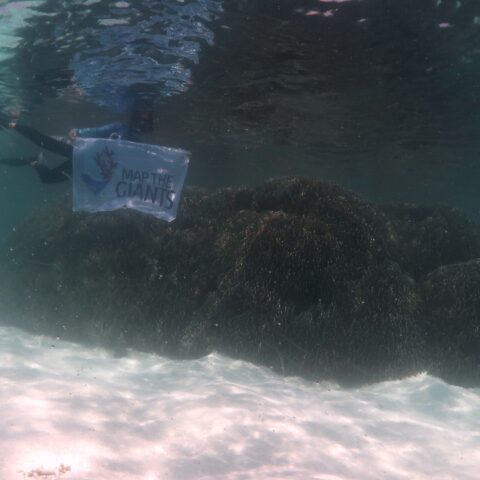 Map the Giants corals marhe center bicocca faafu atoll