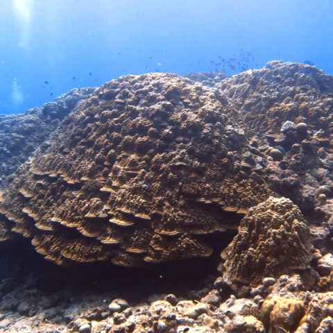 Map the Giants corals marhe center bicocca noonu atoll