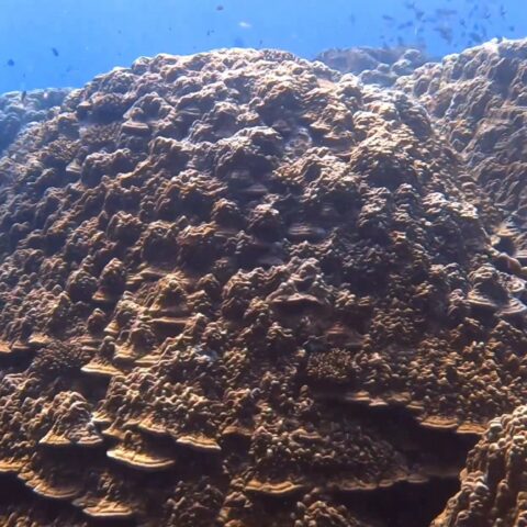Map the Giants corals marhe center bicocca noonu atoll
