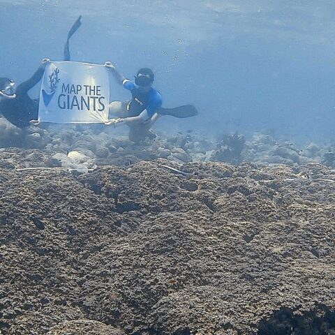 Map the Giants corals marhe center Coco Collection bicocca