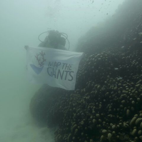 Map the Giants corals marhe center bicocca faafu atoll