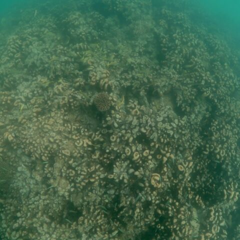 Map the Giants corals marhe center bicocca faafu atoll