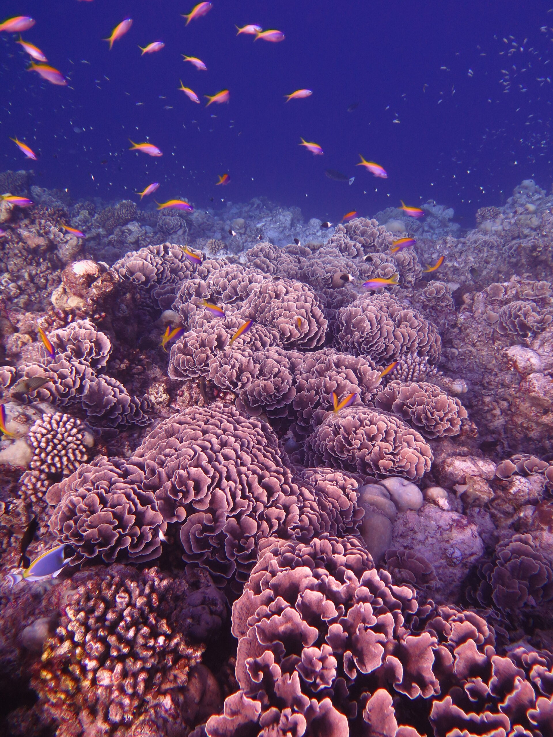 Map the Giants corals crowdfunding