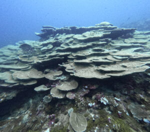 Map the Giants corals marhe center bicocca laamu atoll Maldives Underwater Initiative