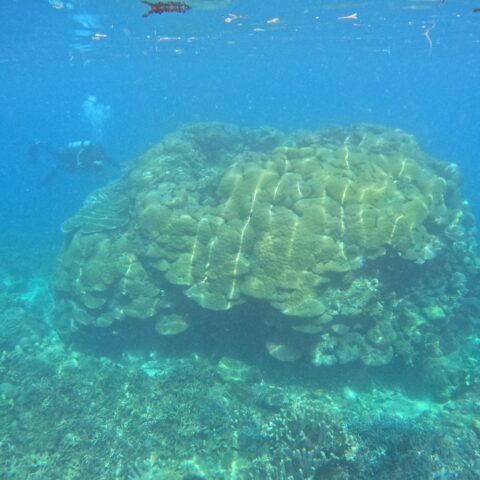 Map the Giants corals marhe center bicocca