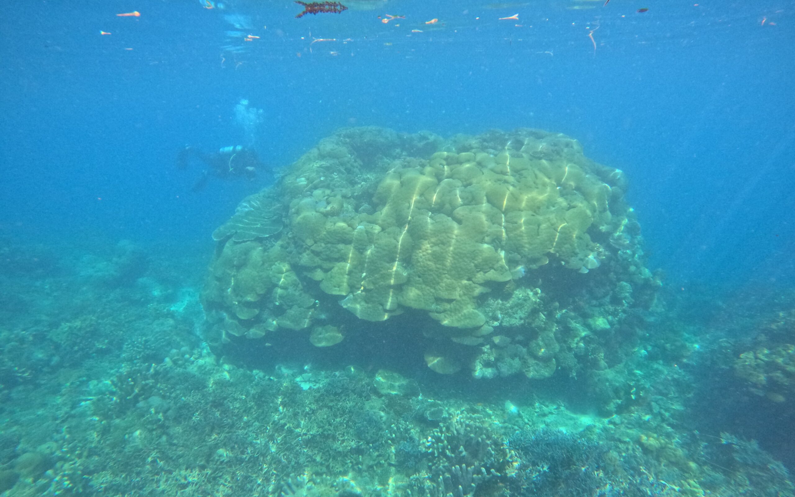 Map the Giants corals marhe center bicocca
