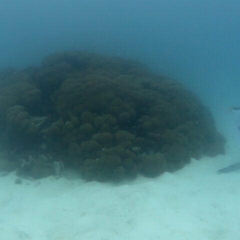 Giant Goniopora