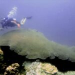 marhe center, bicocca, giant corals
