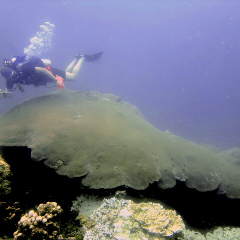 marhe center, bicocca, giant corals