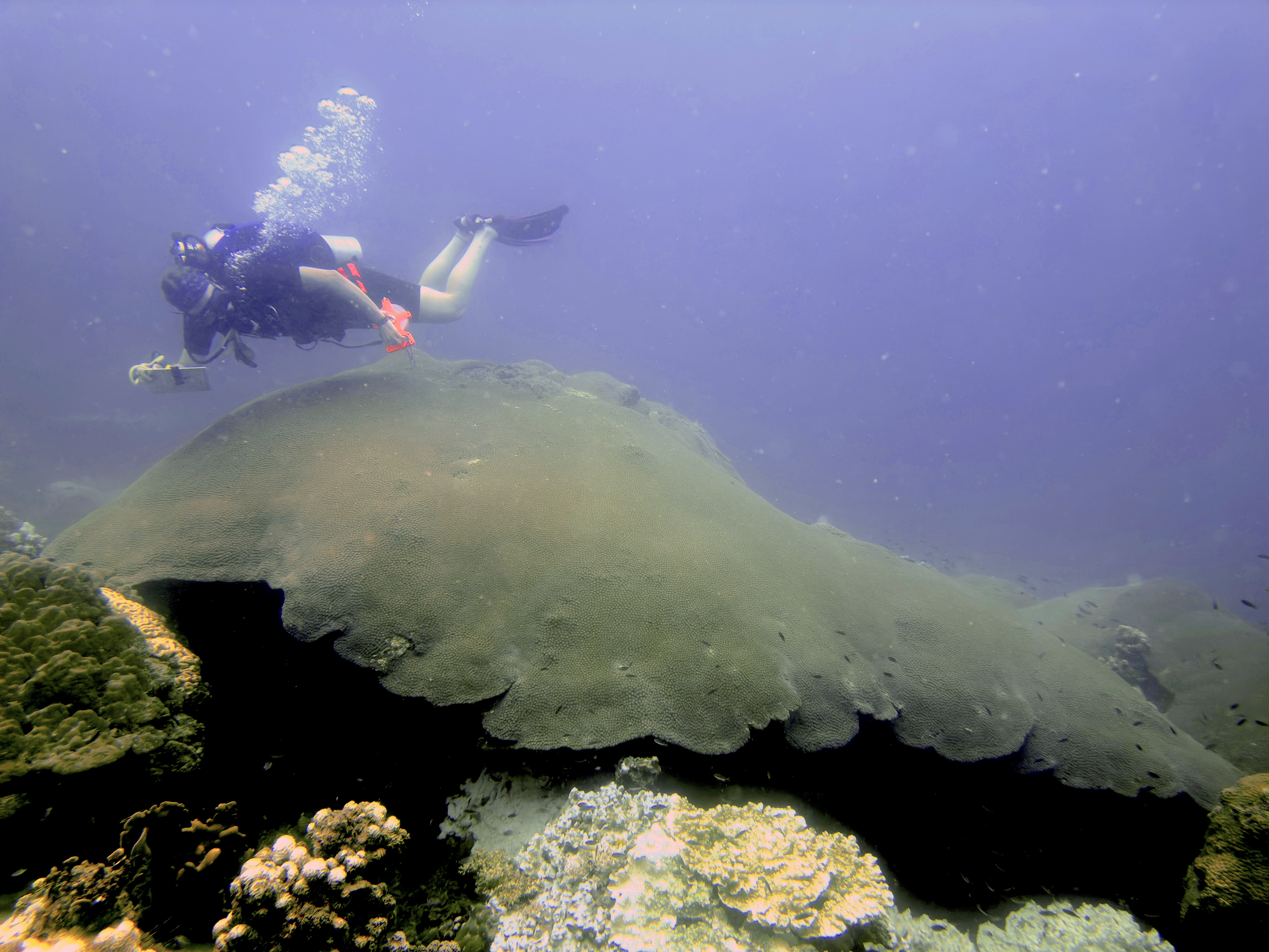 marhe center, bicocca, giant corals