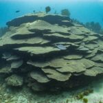 Orbicella faveolata_A giant from the Caribbean