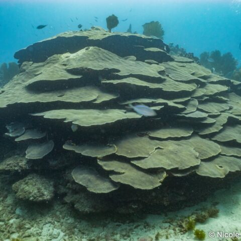 Orbicella faveolata_A giant from the Caribbean
