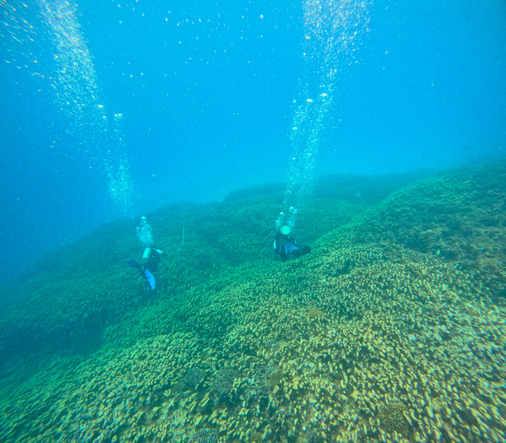 Pavona clavus from Lakshadweep