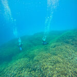 Pavona clavus from Lakshadweep