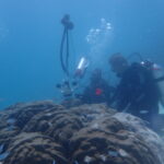 Map the Giants studying corals
